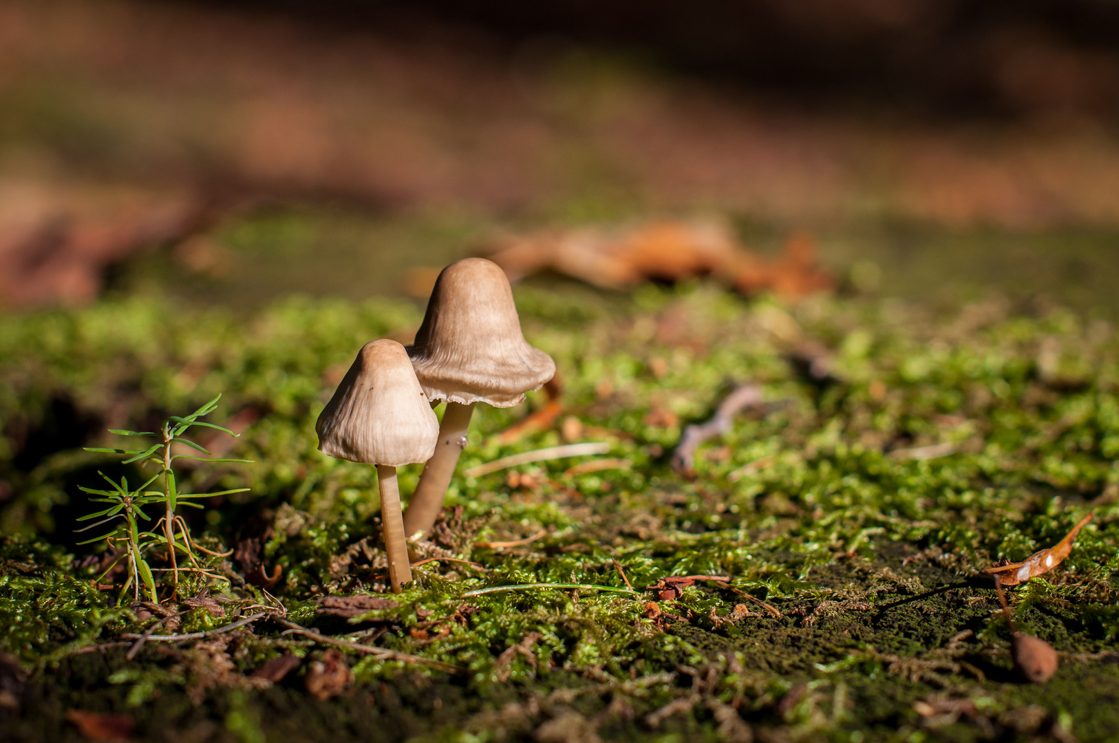 Pilze im Wald