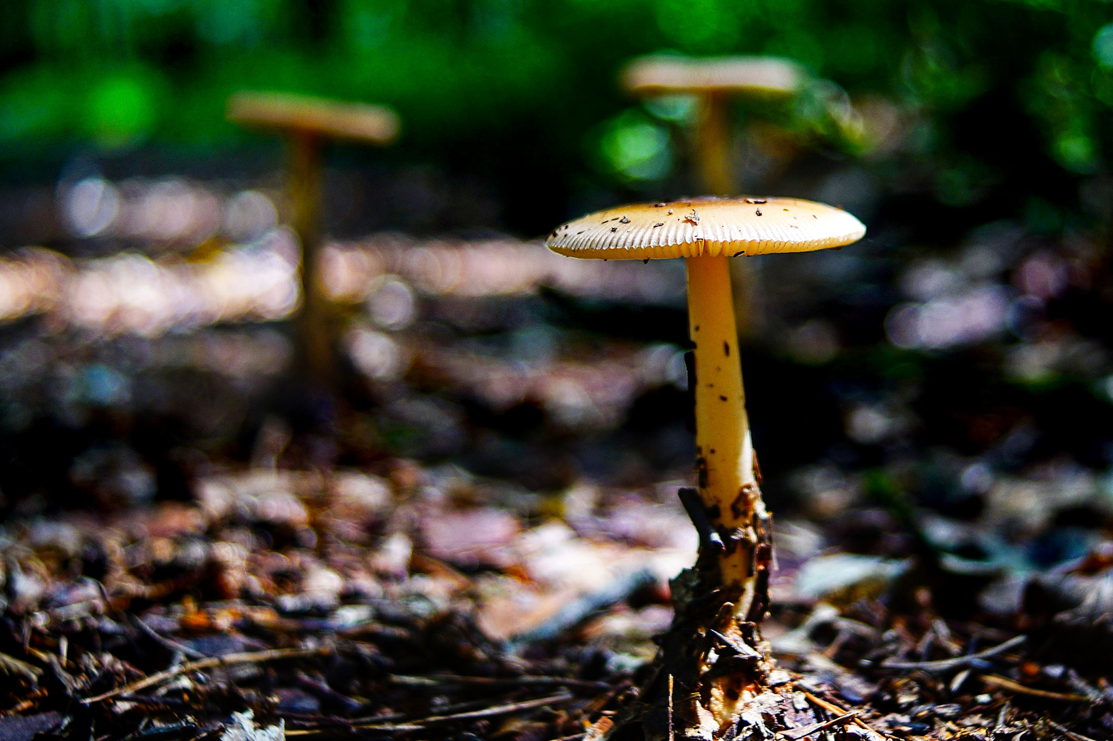 Pilze im Wald Foto &amp; Bild landschaft, wald, natur Bilder auf