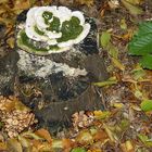 Pilze im Wald  -1-