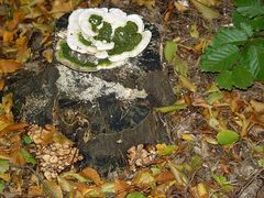 Pilze im Wald  -1-