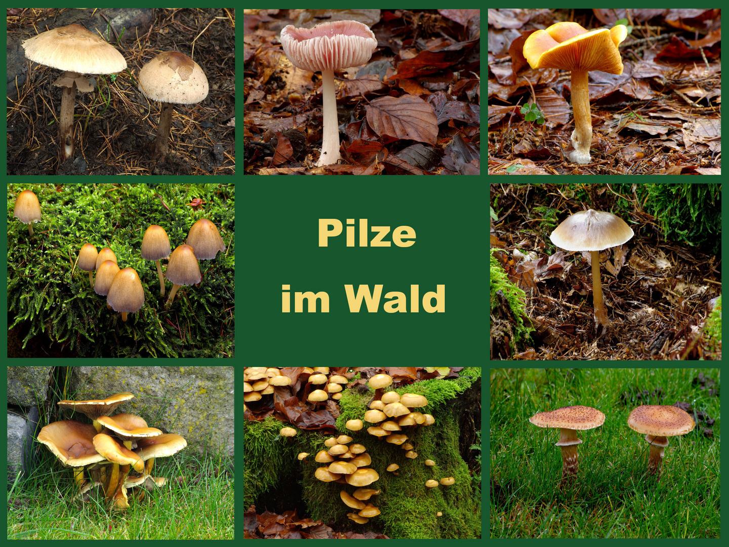 Pilze im Wald