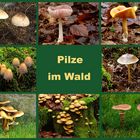 Pilze im Wald