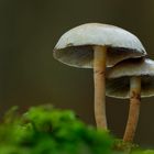Pilze im Wald