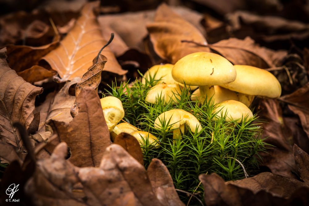 Pilze im Wald