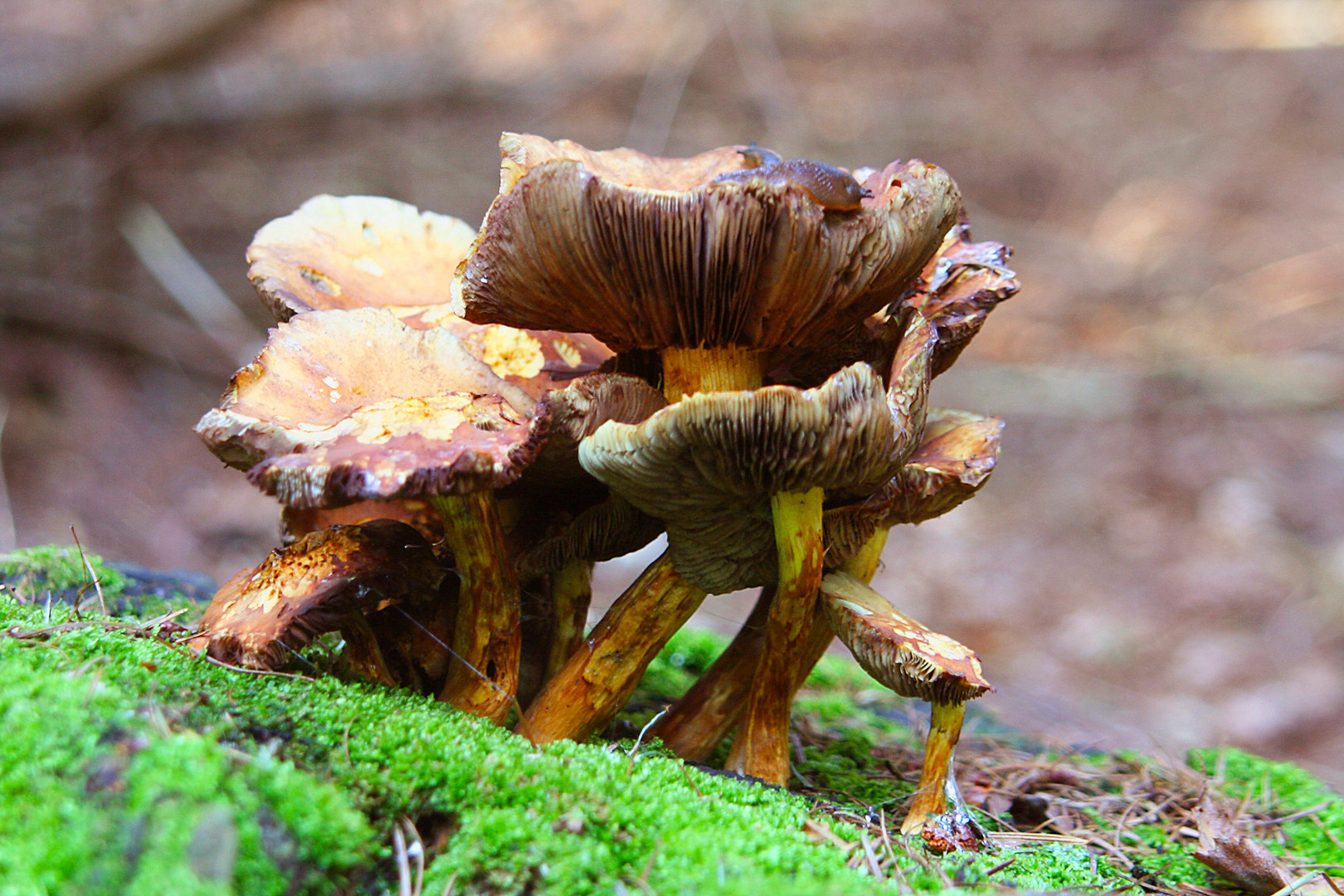 Pilze im Wald