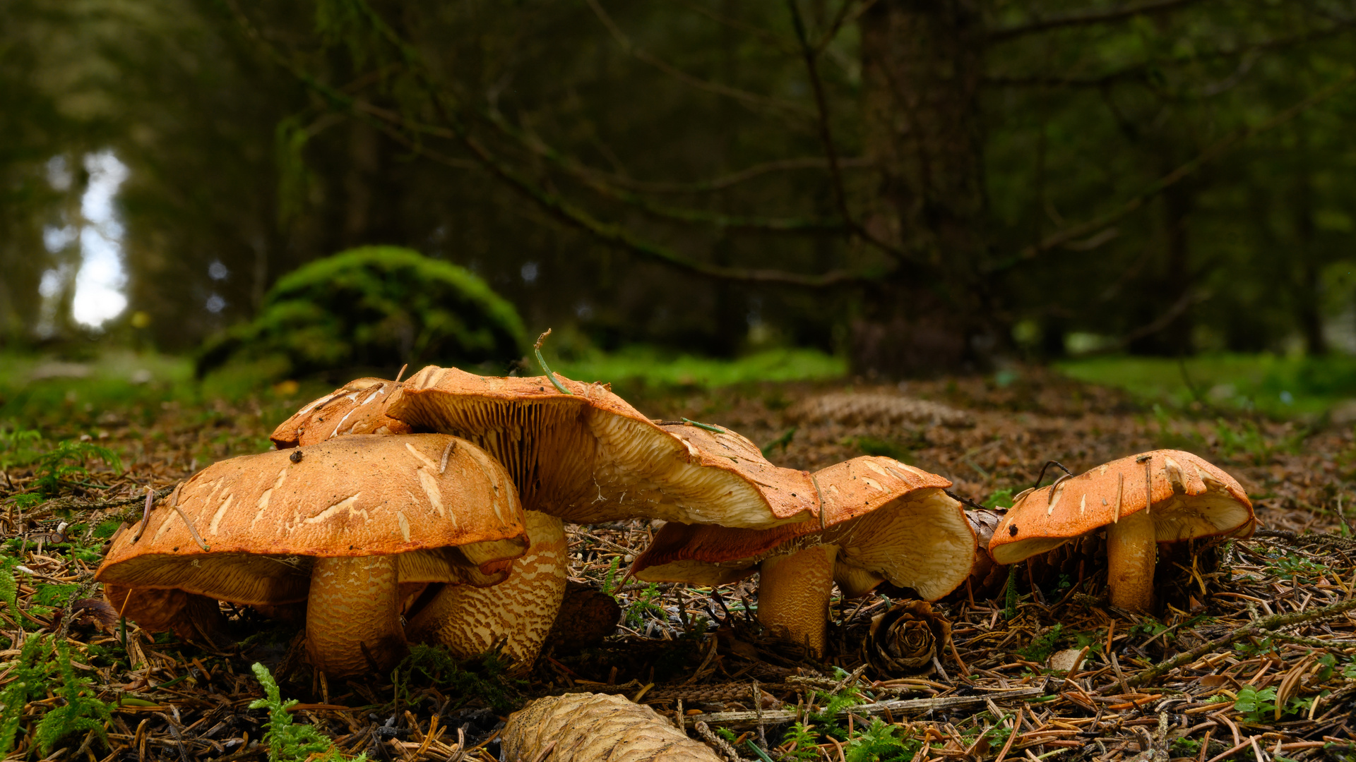 Pilze im Wald