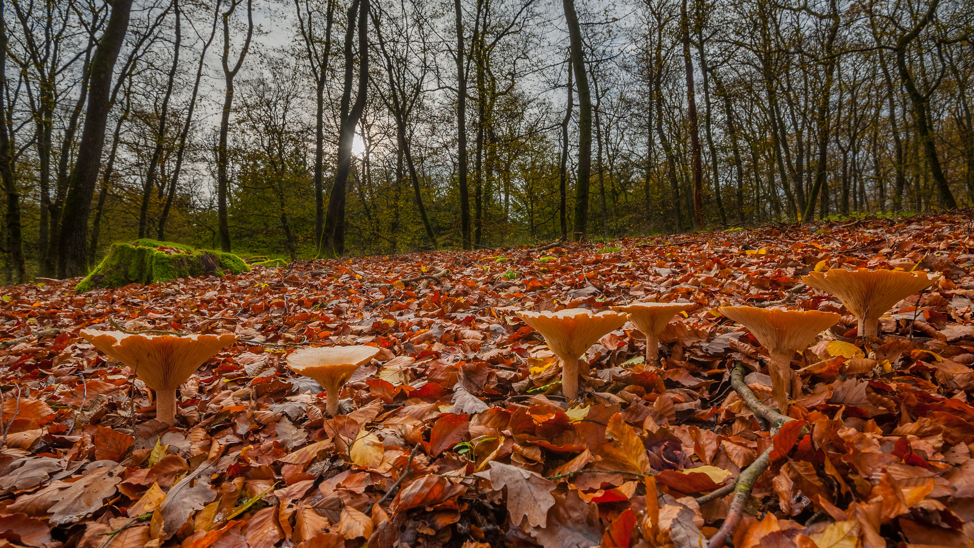 Pilze im Wald