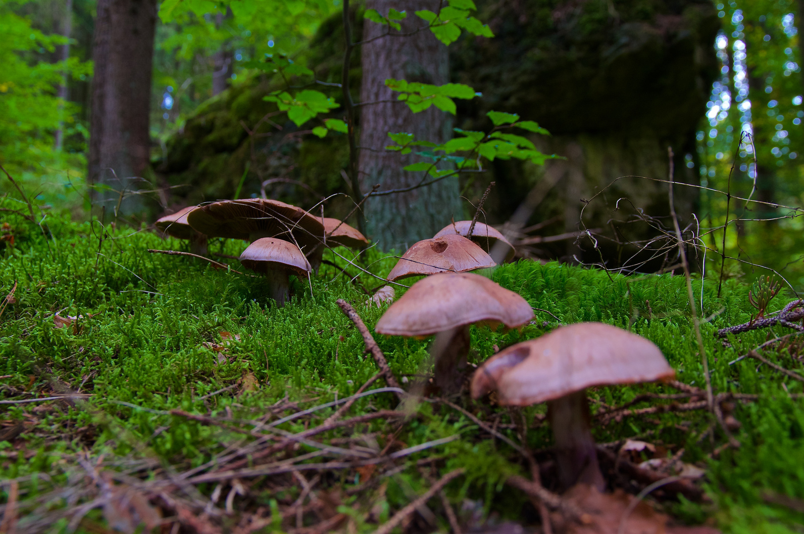 Pilze im Wald Foto &amp; Bild deutschland, europe, bayern Bilder auf