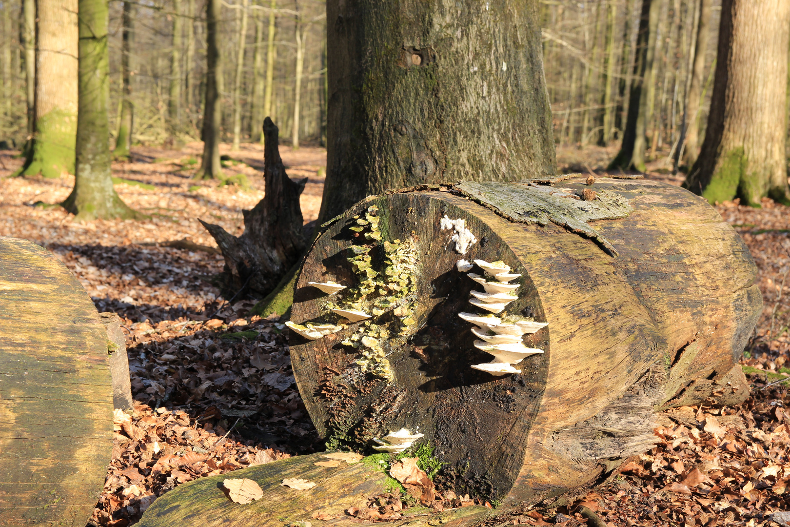 Pilze im Wald