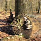 Pilze im Wald