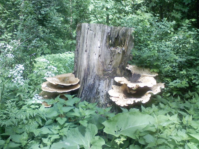 Pilze im Wald