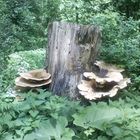 Pilze im Wald