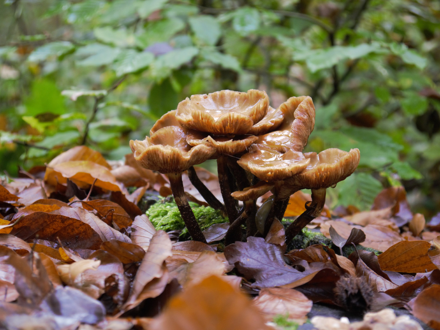 Pilze im Wald