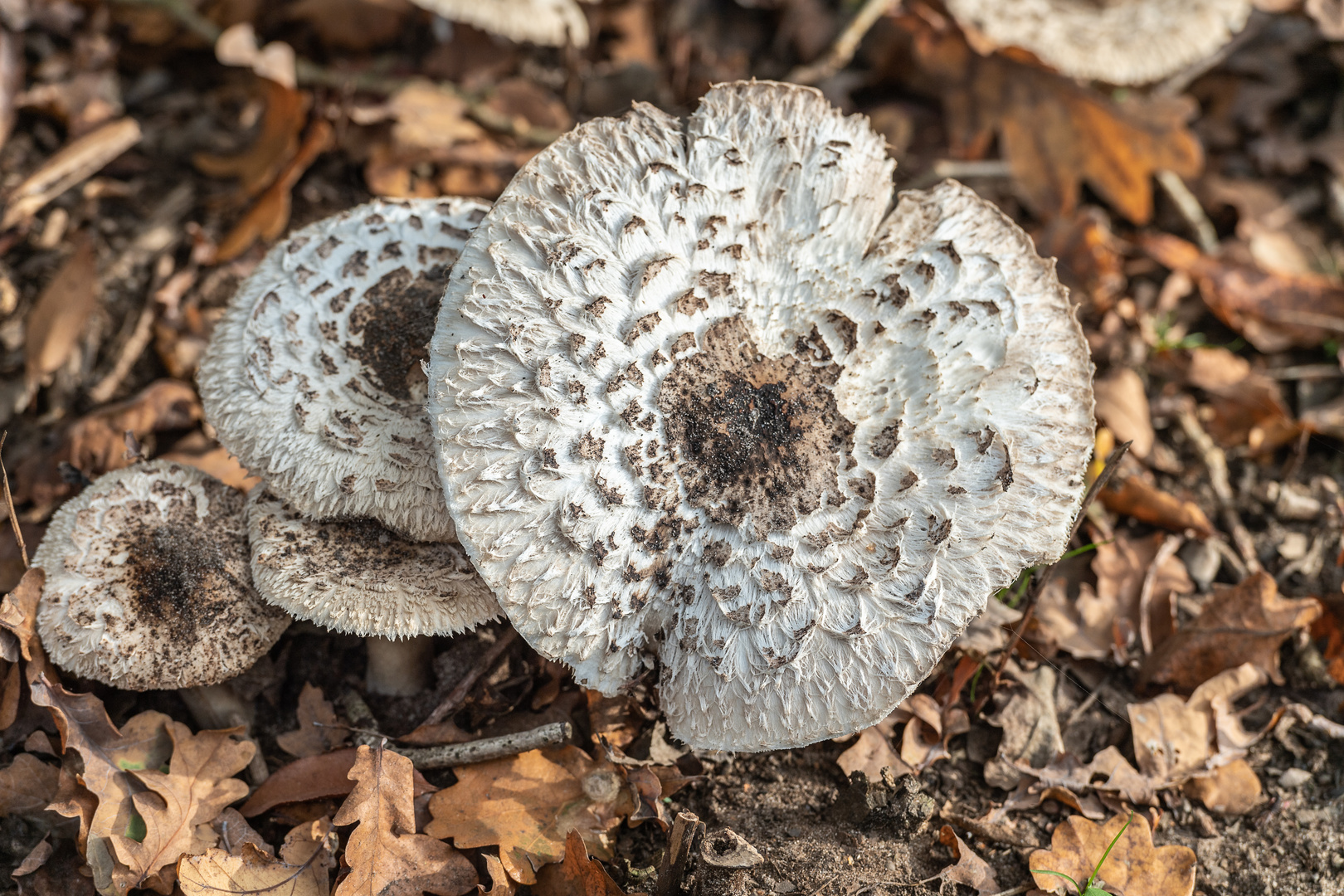 Pilze im wald