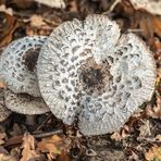 Pilze im wald