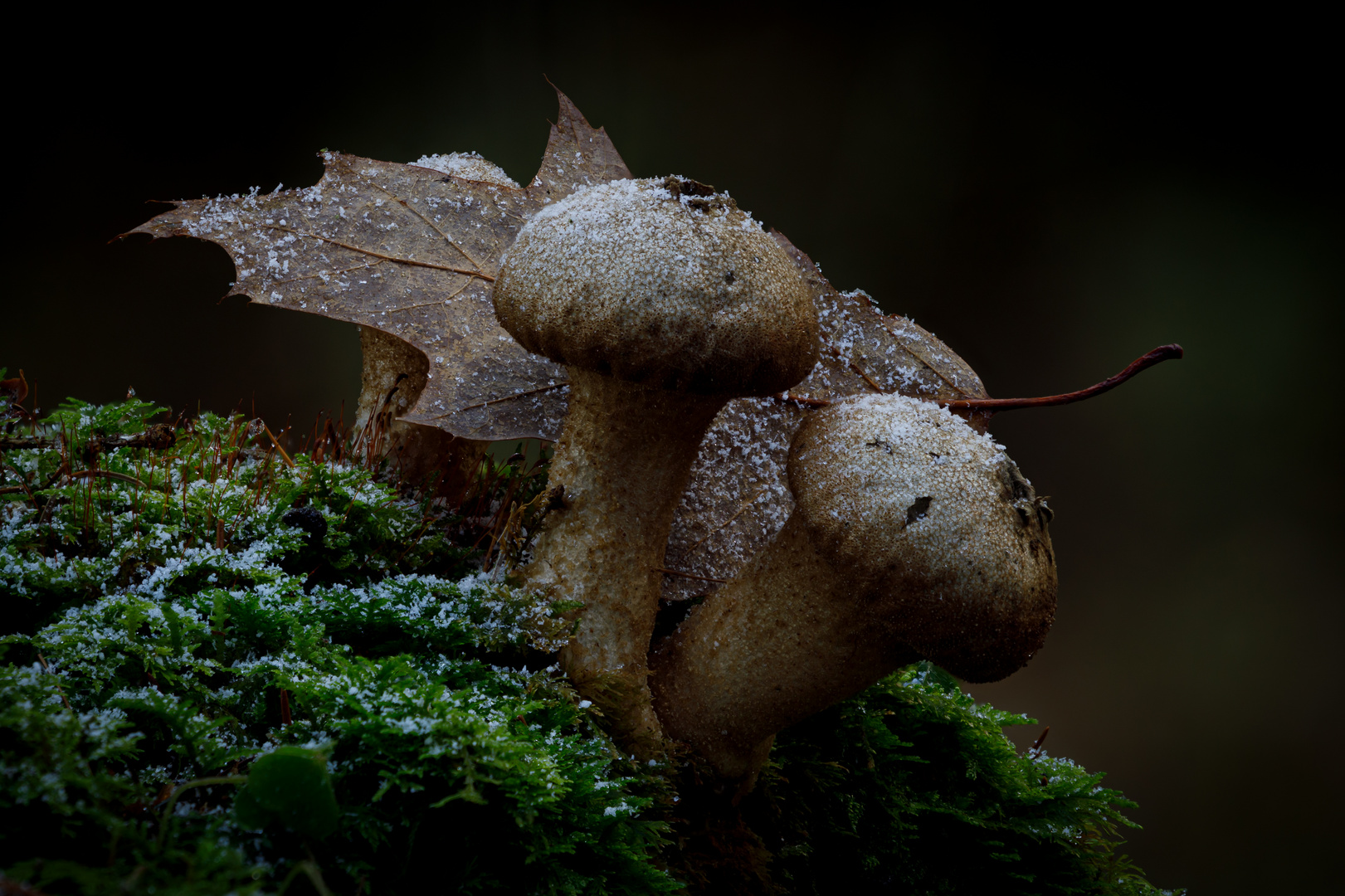 Pilze im Wald