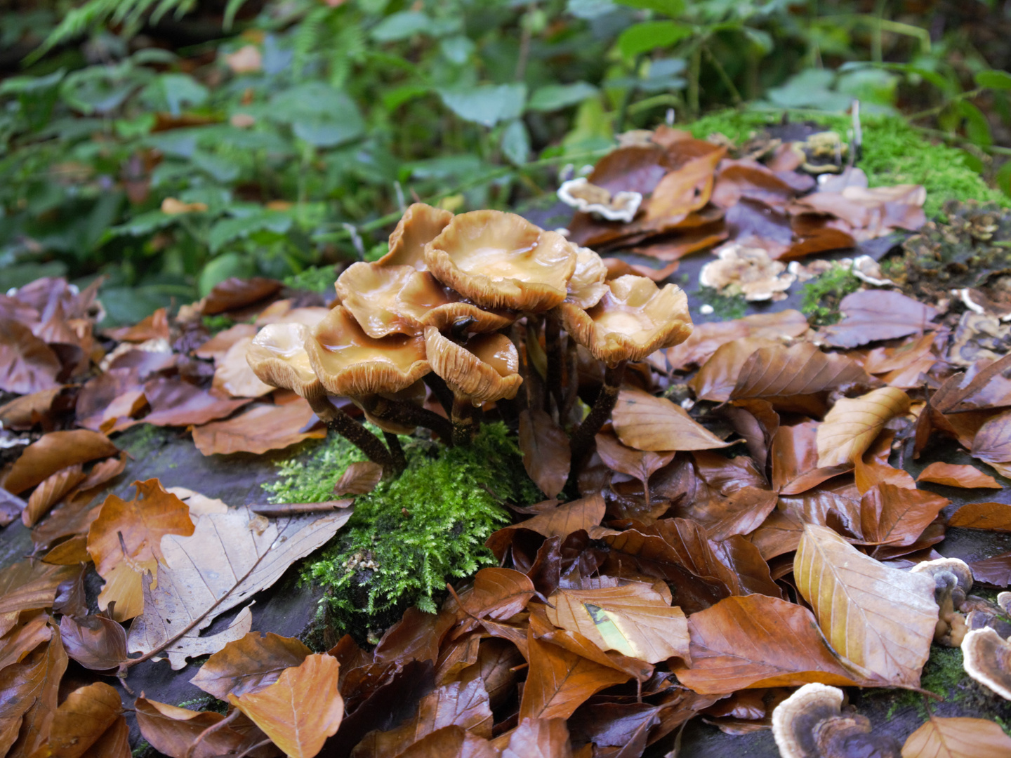 Pilze im Wald