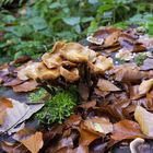 Pilze im Wald