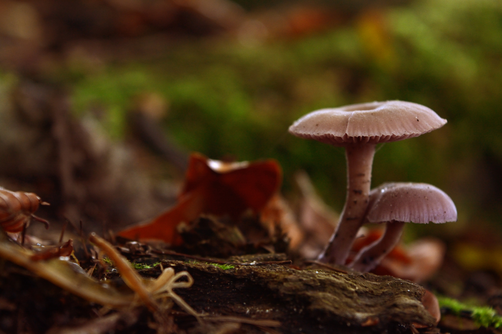 Pilze im Wald - Die letzten Herbsteindrücke