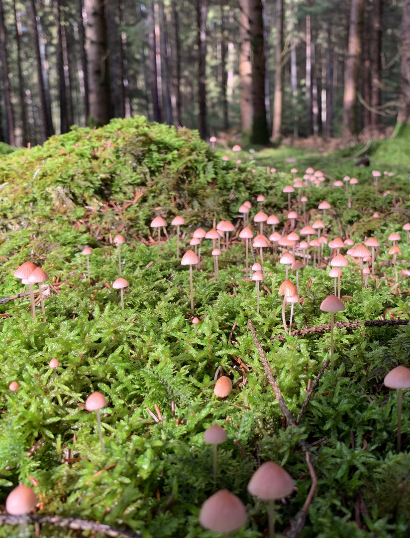 Pilze im Wald