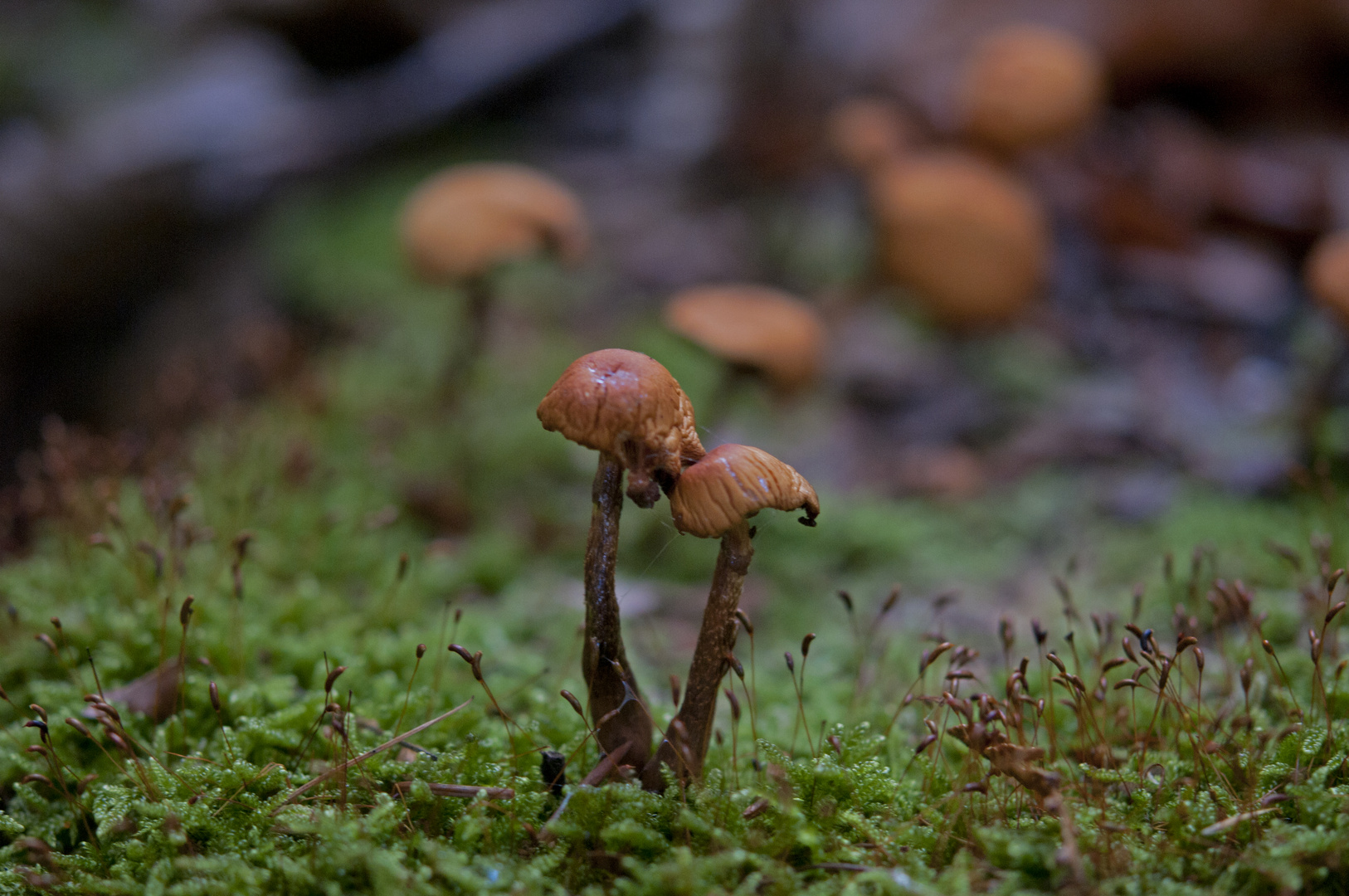 Pilze im Wald