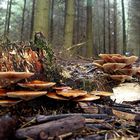 Pilze im Wald ganz unten... nach dem Regen