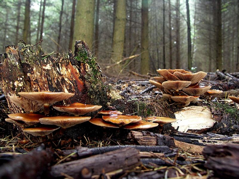 Pilze im Wald ganz unten... nach dem Regen Foto & Bild | pflanzen ...