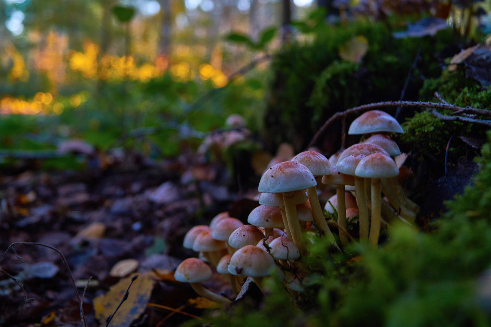 Pilze im Wald , Herbst