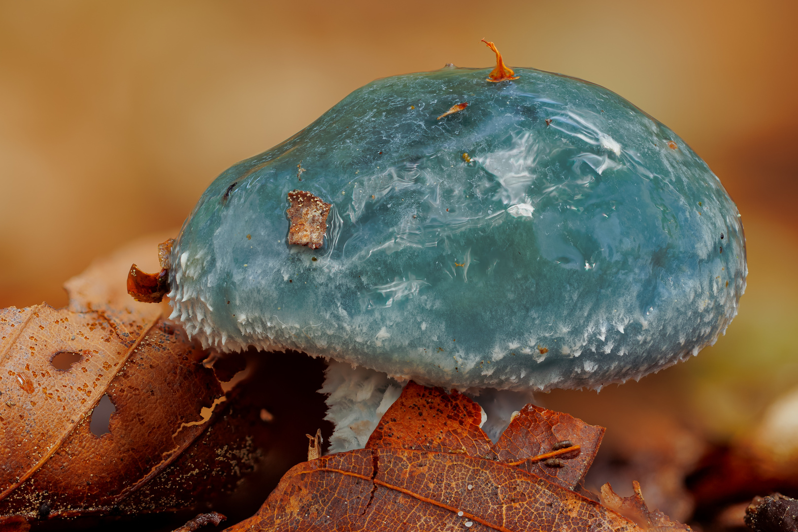 Pilze im Wald - Träuschling