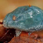 Pilze im Wald - Träuschling