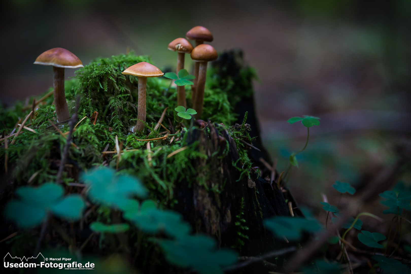 Pilze im Wald von der Insel Usedom 07.10.2013