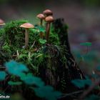 Pilze im Wald von der Insel Usedom 07.10.2013