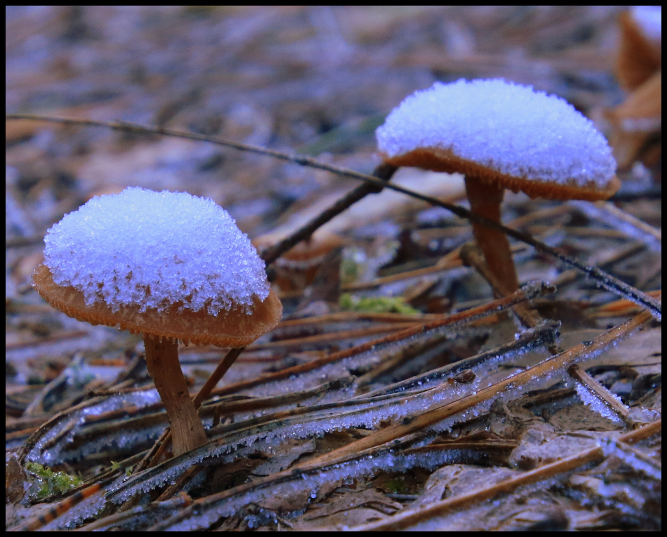 Pilze im Winter