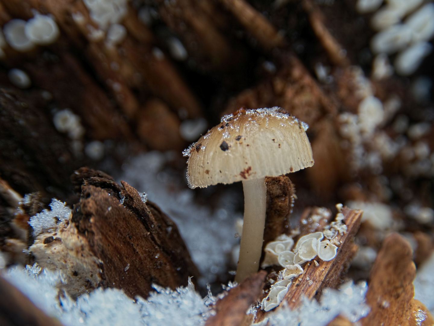 Pilze im Winter