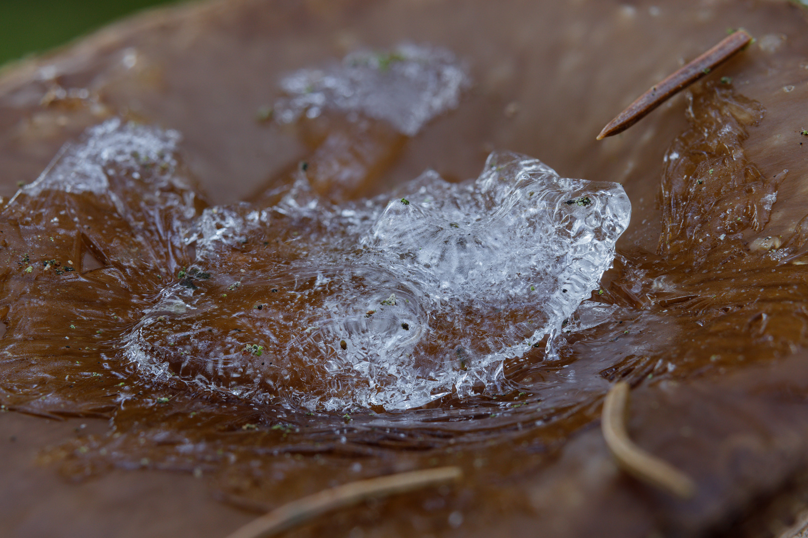 Pilze im Winter