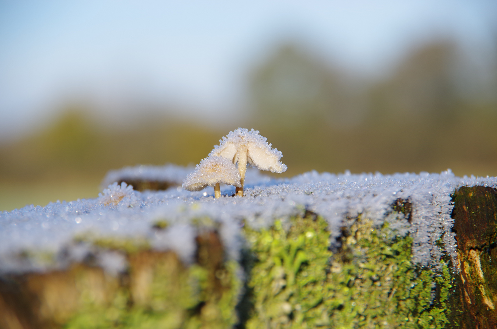 Pilze im Winter