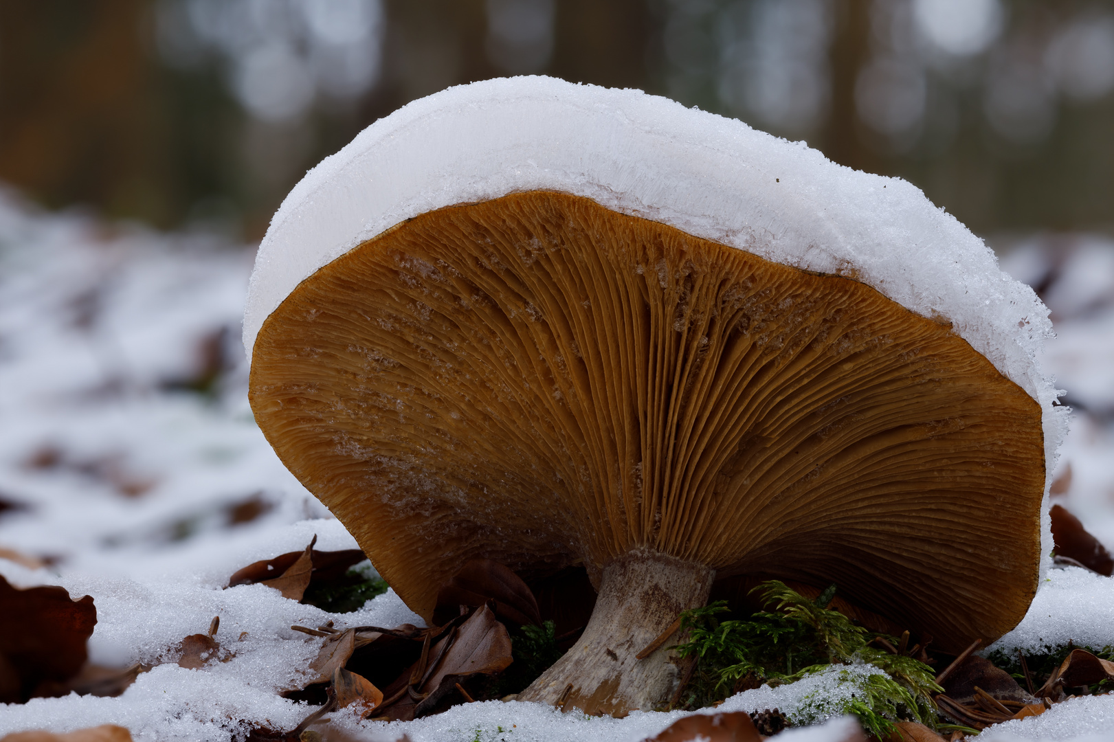 Pilze im Winter - Gekrönt mit Schnee