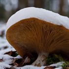 Pilze im Winter - Gekrönt mit Schnee