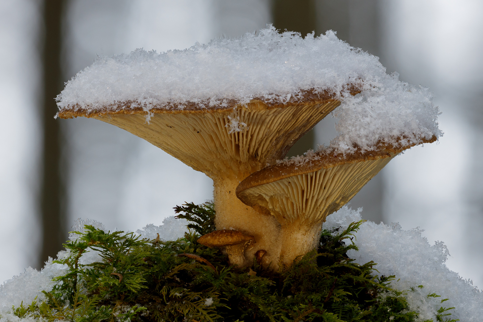 Pilze im Winter - Gekrönt mit Schnee