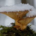 Pilze im Winter - Gekrönt mit Schnee