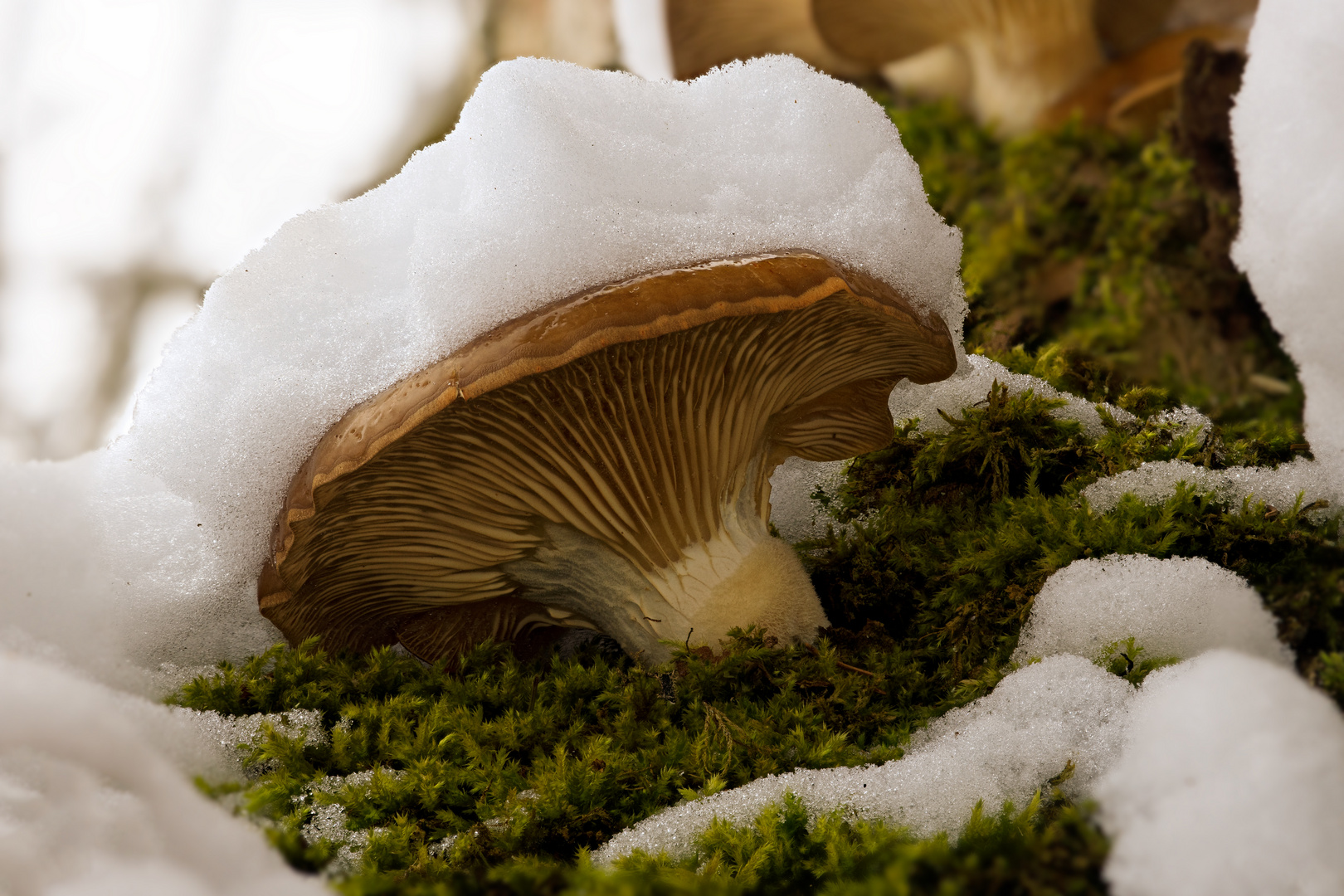 Pilze im Winter - Gekrönt mit Schnee