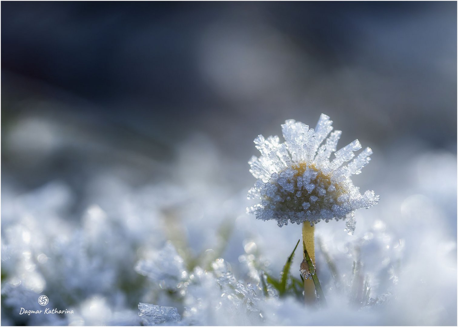 Pilze im Winterkleid