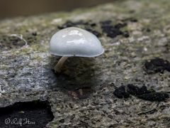 Pilze im Zipfelbachtal 