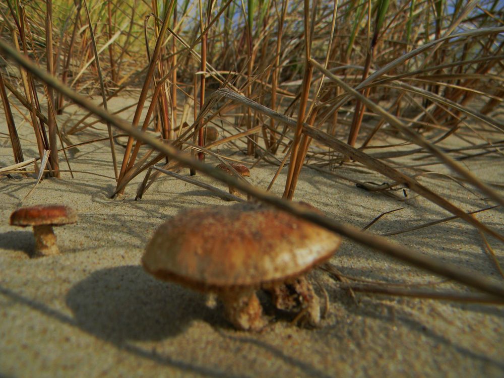 Pilze in den Dünen