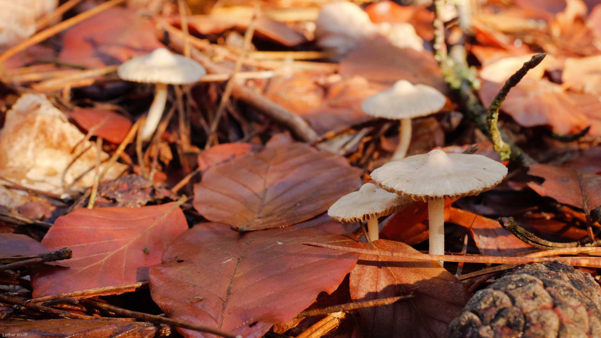 Pilze in der Abendsonne