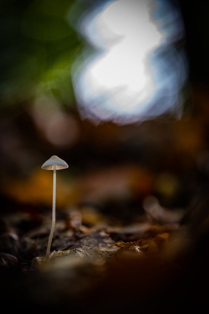 Pilze in der Lüneburger Heide 