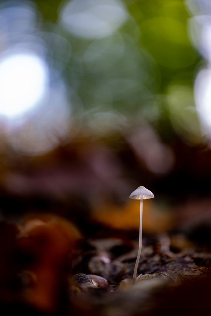 Pilze in der Lüneburger Heide 