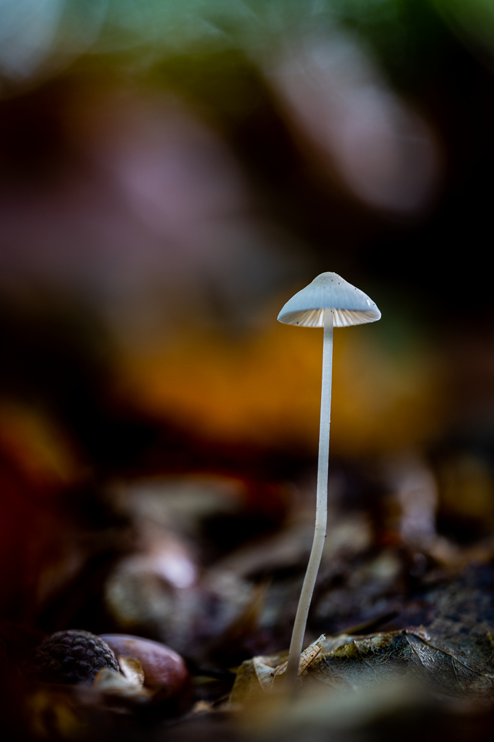 Pilze in der Lüneburger Heide 