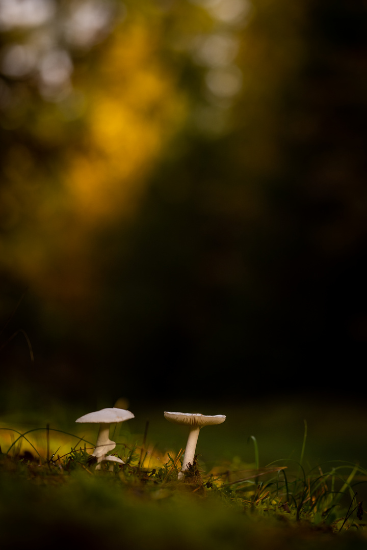 Pilze in der Lüneburger Heide 