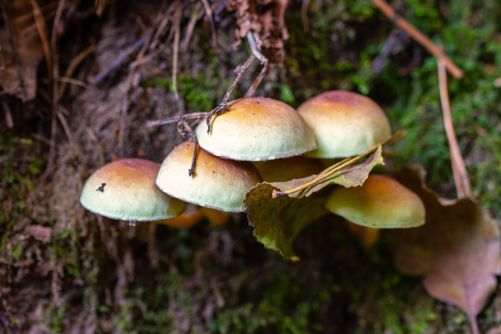 Pilze in der Schwarzachklamm